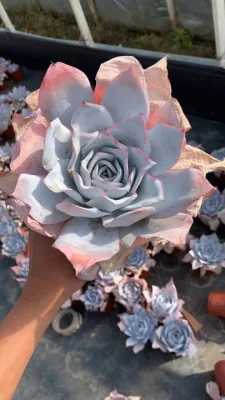 Piccolo Mini Bonsai Rainbow Color Succulent per l&prime;ingrosso