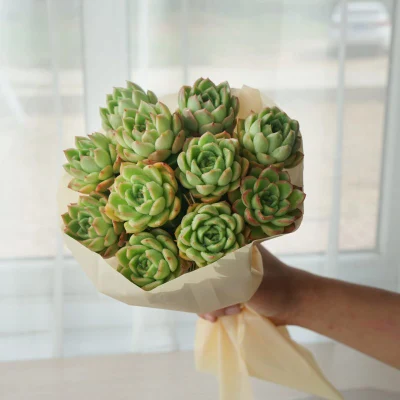  Dudu Mini Perda Peach Pride Bouchets Echeveria naturale vivo Succulent