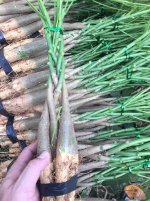  Cinque trecce Pachira Macrocarpa Money Tree pianta per vivaio