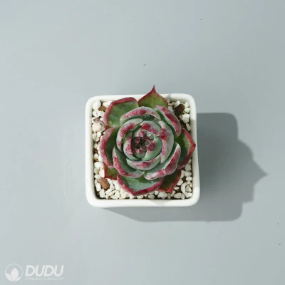  Dudu Rare Vendita calda colorata Fairy Jinghong Echeveria vita naturale Succulento