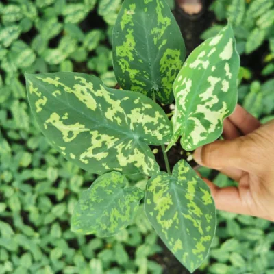  Aglaonema piante vive Amazonica Hilo Beauty facile da cura per Aria pulita