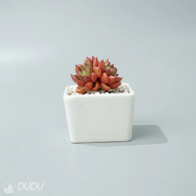  Dudu Beauty vino Rosso Peach Double Head Echeveria Natural Live Succulento