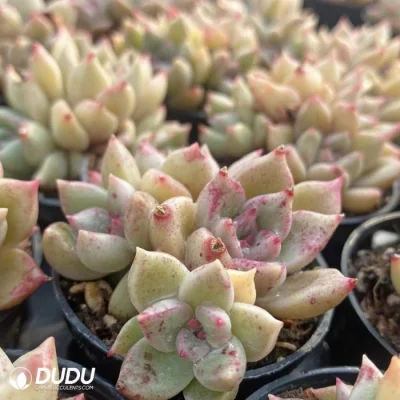  Dudu Commercio all&prime;ingrosso Echeveria Bright Clustering Naturale vivo Succulent