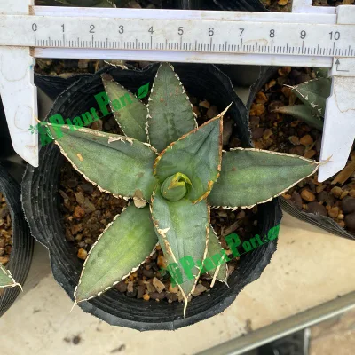  Fresh Agave Titanota Werewolf piante vive per l&prime;esportazione fornitore all&prime;ingrosso Asilo nido