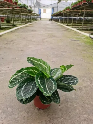  Calatea Green Beauty Prezzo inferiore vivere natura piante Bonsai Hotsale