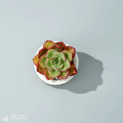  Dudu Wholesale vivaio colorato Beluga Echeveria piante vive