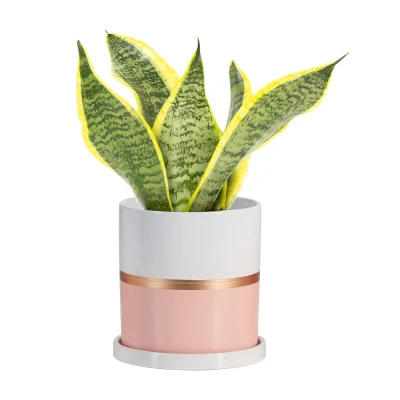  Piantatrici di fiori in ceramica da 6 pollici Pot piante Suculents moderno al coperto Contenitori con foro di scarico