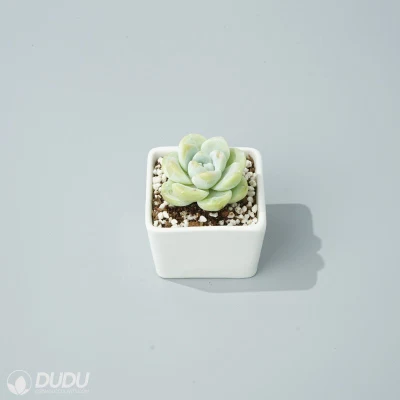  Dudu Vendita calda Cina vivaio Pretty Ice Jade Echeveria naturale Piante vive succulente