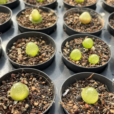  Dudu nuovo arrivo Conophytum Burgeri L. Bolus pianta succulente
