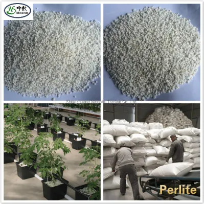  Matrice senza soiless terreno Improvatore Agricoltura orticoltura Perlite espansa