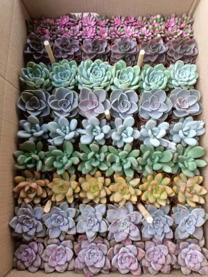  Prezzo conveniente Sucrulent Live Plant all&prime;ingrosso decorazione interna ed esterna