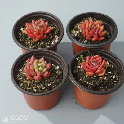  Dudu a buon mercato Vendita calda colorato vino rosso Peach Echeveria Natural Live Succulent