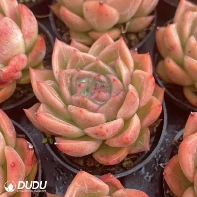  Dudu Real Commercio all&prime;ingrosso Angelo neve Echeveria naturale vivo Succulent
