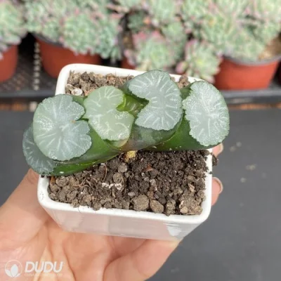  Dudu raro Bai Ya Hawwinia naturale vivo succulente