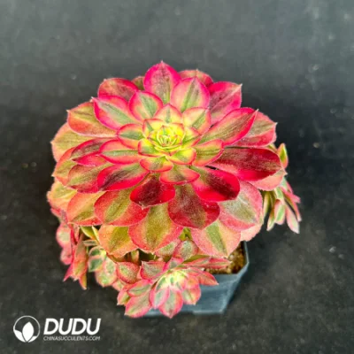  Dudu vivaio eonio economici Clustering Naturale vivere decorativo Succulente Giardino