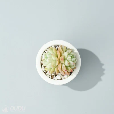  Dudu Bella rara Elsa Echeveria a due teste Naturale Sucrus vivo