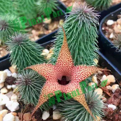  Lusso Live Cactus Huernia Pillansii Succulent Japan Air Shipping Decorative Piante