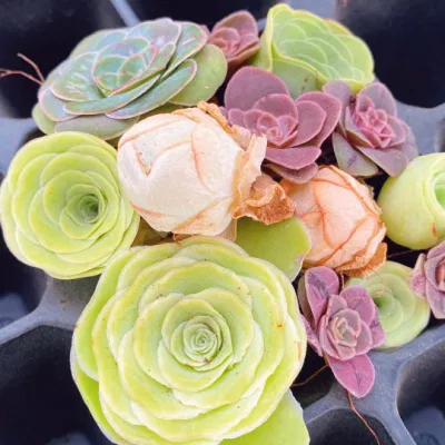  Pianta succulenta Greenovia Webb Berthel piante vive
