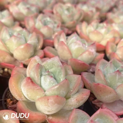  Dudu Wholesale unico raro Echeveria Puff naturale vivo succulente