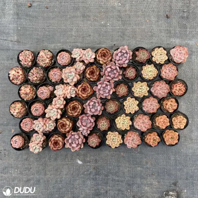  Dudu nuovo arrivo Vendita calda Echeveria 54PCS Echeveria Natural Live Pianta succulenta