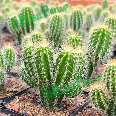  Big Cactus Bonsai Neobuxbaumia Commercio all&prime;ingrosso decorazione da giardino piante vive Succulents