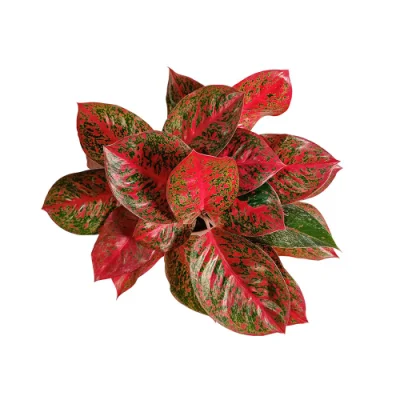  Aglaonema Sole Rosso piante naturali piante vive