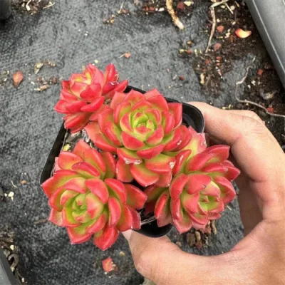  Real Live Succulent Clustered Echeveria Floriana Red piante da interno Big Per vivaio di decorazione