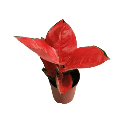  Piante rosse di Aglaonema Dongfang multiple piante vive