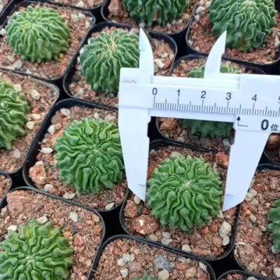  Stenocactus Multicostate Inermis Cactus e Succulent