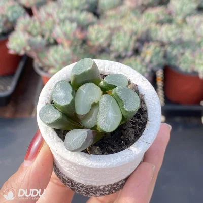  Vendita calda all&prime;ingrosso di Dudu ou Dabao Hawwinia naturale Succulent vivo