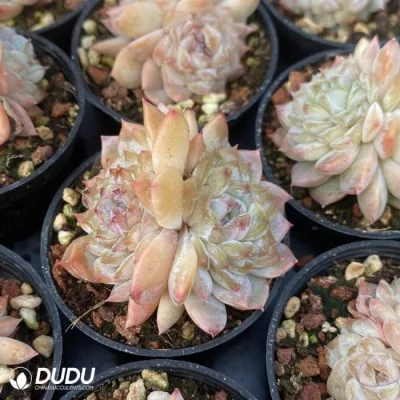  Dudu Real Indoor Echeveria Grape Grape Double Head Natural Live Succulento in sfusa