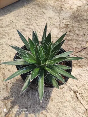  Piante indoor Succulent Agave American