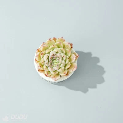  Dudu Lovely Commercio all&prime;ingrosso Hot sale Hugo Echeveria naturale vivo succulente In massa