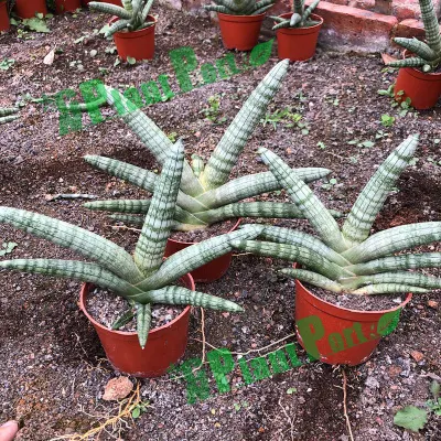  Esclusiva mano a mano Sansevieria cylindrica Bojer taglio Bonsai Evergreen Piante