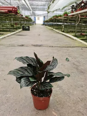  Calatea Ornata Prezzo inferiore vivere piante naturali Bonsai Hotsale