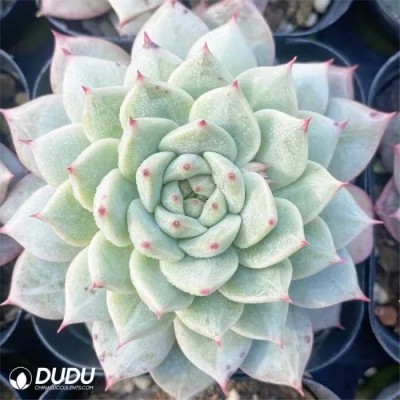  Fornitore Dudu Echeveria Bluebird Champagne naturale vivo Succulent