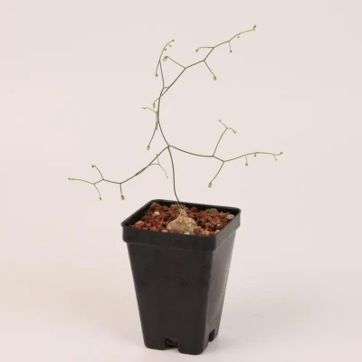  Dudu Wholesale Bonsai Drifia intricata Head piante vive naturali succulente