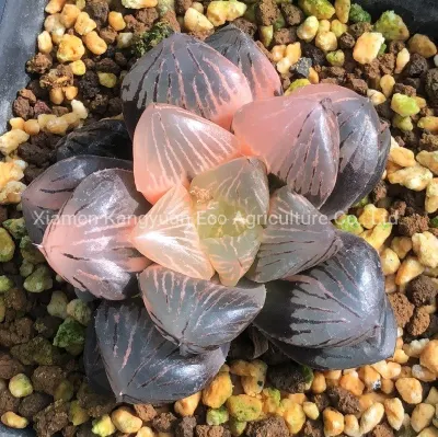 Raro succulente pianta indoor vivaio di Hawwinia