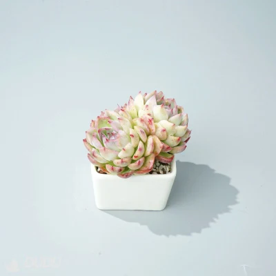  Dudu colorato Commercio all&prime;ingrosso spesso Leaved Rosa Doppia testa Echeveria Naturale Live Succulent