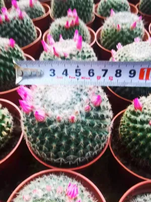  Pianta di ballo di Cactus di piccola taglia Mammillaria Hahniana in magazzino, regalo migliore