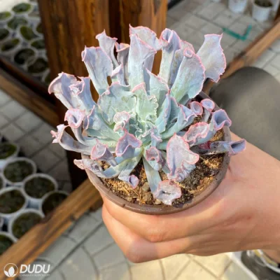  Commercio all&prime;ingrosso Premier Magic Flute Echeveria Natural Live Succulent Plant