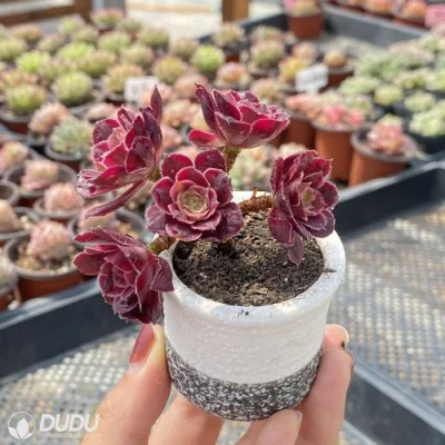  Dudu Hot sale oblona &prime;macrantha&prime; Variegate Aeonio naturale vivo succulente