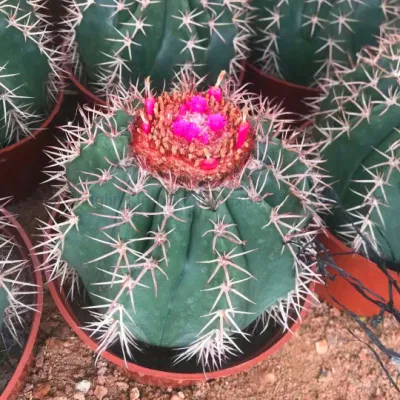  Melocactus Amoelnus Big Size pianta dal vivo rara Cactus Indoor