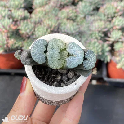  Vendita calda all&prime;ingrosso di Dudu delizioso papa naturale horthia vivere Succulent