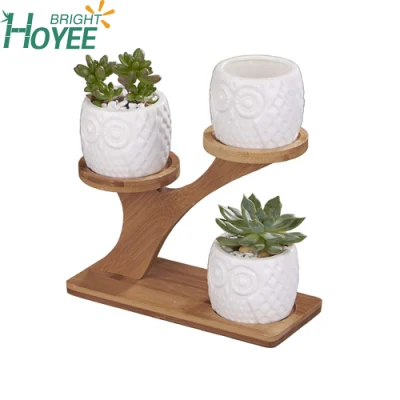  Pianta di Cactus succulente di Gufo con albero Piano Bamboo Stand