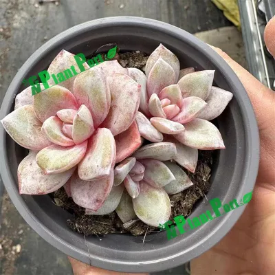  Giardino decorativo vivere vivaio succulente vivaio eonio a buon mercato Clustering Bonsai naturale