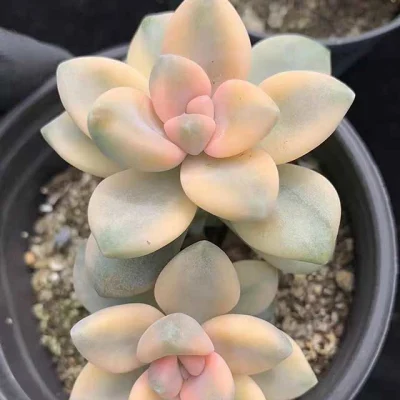  Pianta succulenta Pachyphytum Titubans Variegata impianti all&prime;ingrosso