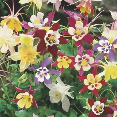  Semi di columbine Aquilegia semi ibridi Vendita