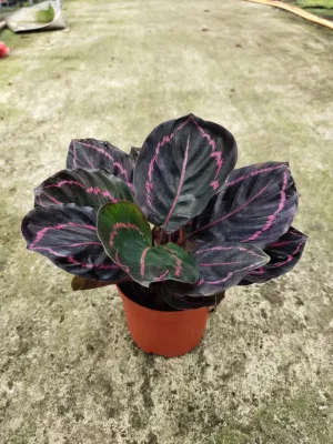 Calatea Sottie piante naturali viventi Bonsai Hotsale