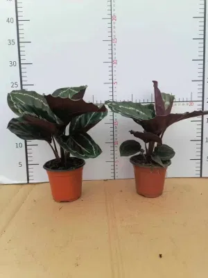  Calatea Prezzo inferiore piante naturali viventi Bonsai Vendita calda